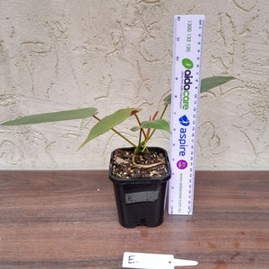 #E Philodendron Atabapoense
