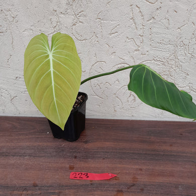 #223 Philodendron Glorious