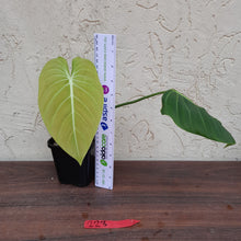 Load image into Gallery viewer, #223 Philodendron Glorious