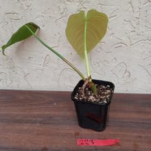 Load image into Gallery viewer, #223 Philodendron Glorious