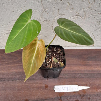 #207 Philodendron Glorious
