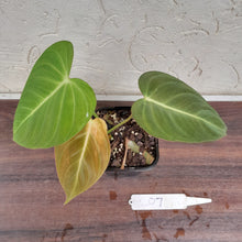 Load image into Gallery viewer, #207 Philodendron Glorious