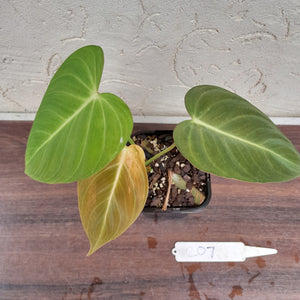 #207 Philodendron Glorious