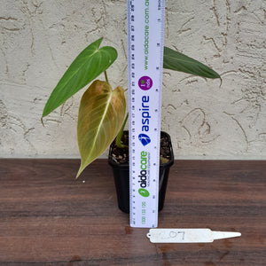 #207 Philodendron Glorious