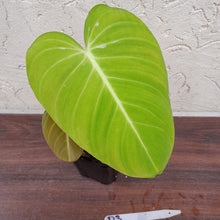 Load image into Gallery viewer, #D3 Philodendron Glorious