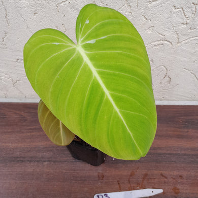 #D3 Philodendron Glorious