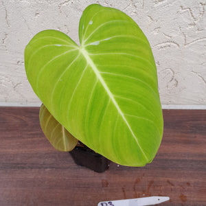 #D3 Philodendron Glorious