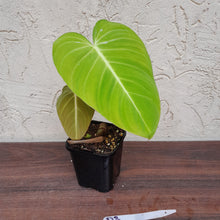 Load image into Gallery viewer, #D3 Philodendron Glorious