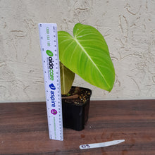 Load image into Gallery viewer, #D3 Philodendron Glorious
