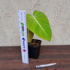 #D3 Philodendron Glorious
