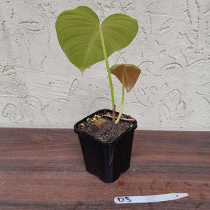 #D3 Philodendron Glorious