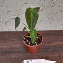 Load image into Gallery viewer, #153 Philodendron Splendid (Melanochrysum x Verrucosum)