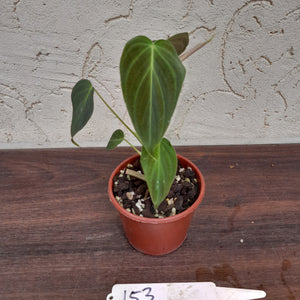 #153 Philodendron Splendid (Melanochrysum x Verrucosum)