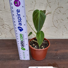 Load image into Gallery viewer, #153 Philodendron Splendid (Melanochrysum x Verrucosum)