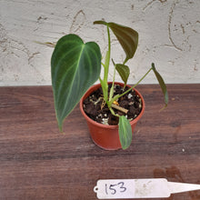 Load image into Gallery viewer, #153 Philodendron Splendid (Melanochrysum x Verrucosum)