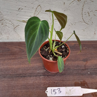 #153 Philodendron Splendid (Melanochrysum x Verrucosum)