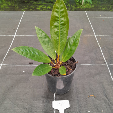 #101 Anthurium Superbum