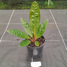 Load image into Gallery viewer, #101 Anthurium Superbum