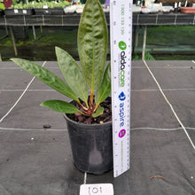 Load image into Gallery viewer, #101 Anthurium Superbum
