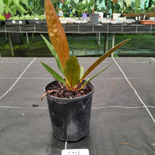 Load image into Gallery viewer, #101 Anthurium Superbum