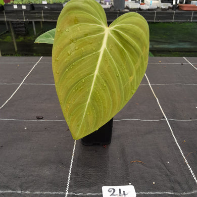 #24 Philodendron Glorious