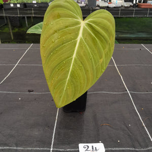 #24 Philodendron Glorious