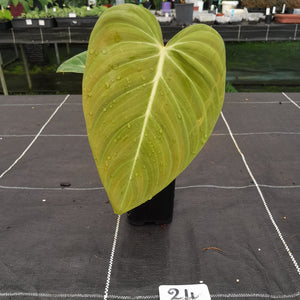 #24 Philodendron Glorious