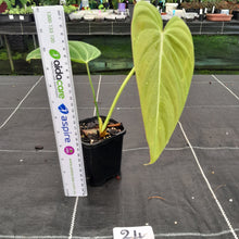 Load image into Gallery viewer, #24 Philodendron Glorious