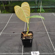 Load image into Gallery viewer, #24 Philodendron Glorious