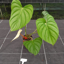 Load image into Gallery viewer, #62 Philodendron Pastazanum