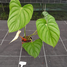 Load image into Gallery viewer, #62 Philodendron Pastazanum
