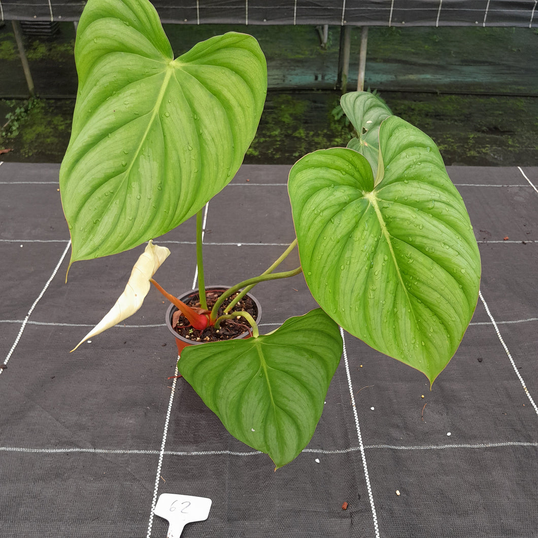 #62 Philodendron Pastazanum