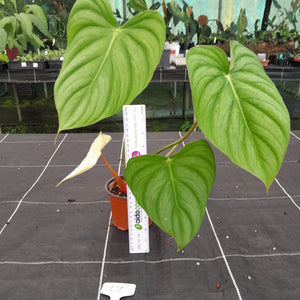 #62 Philodendron Pastazanum