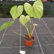Load image into Gallery viewer, #62 Philodendron Pastazanum
