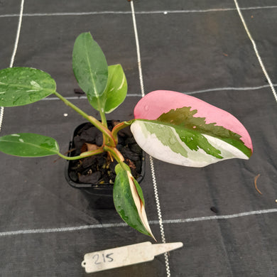 #215 Philodendron White Princess