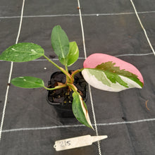 Load image into Gallery viewer, #215 Philodendron White Princess