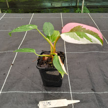 Load image into Gallery viewer, #215 Philodendron White Princess