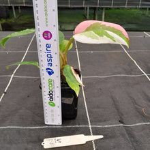 Load image into Gallery viewer, #215 Philodendron White Princess
