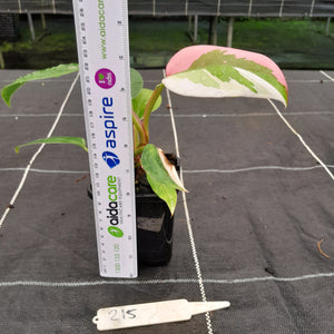 #215 Philodendron White Princess