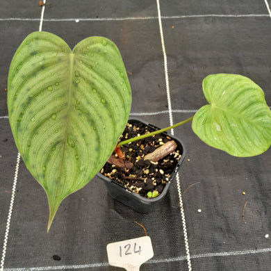 #124 Philodendron Tenue x Plowmanii
