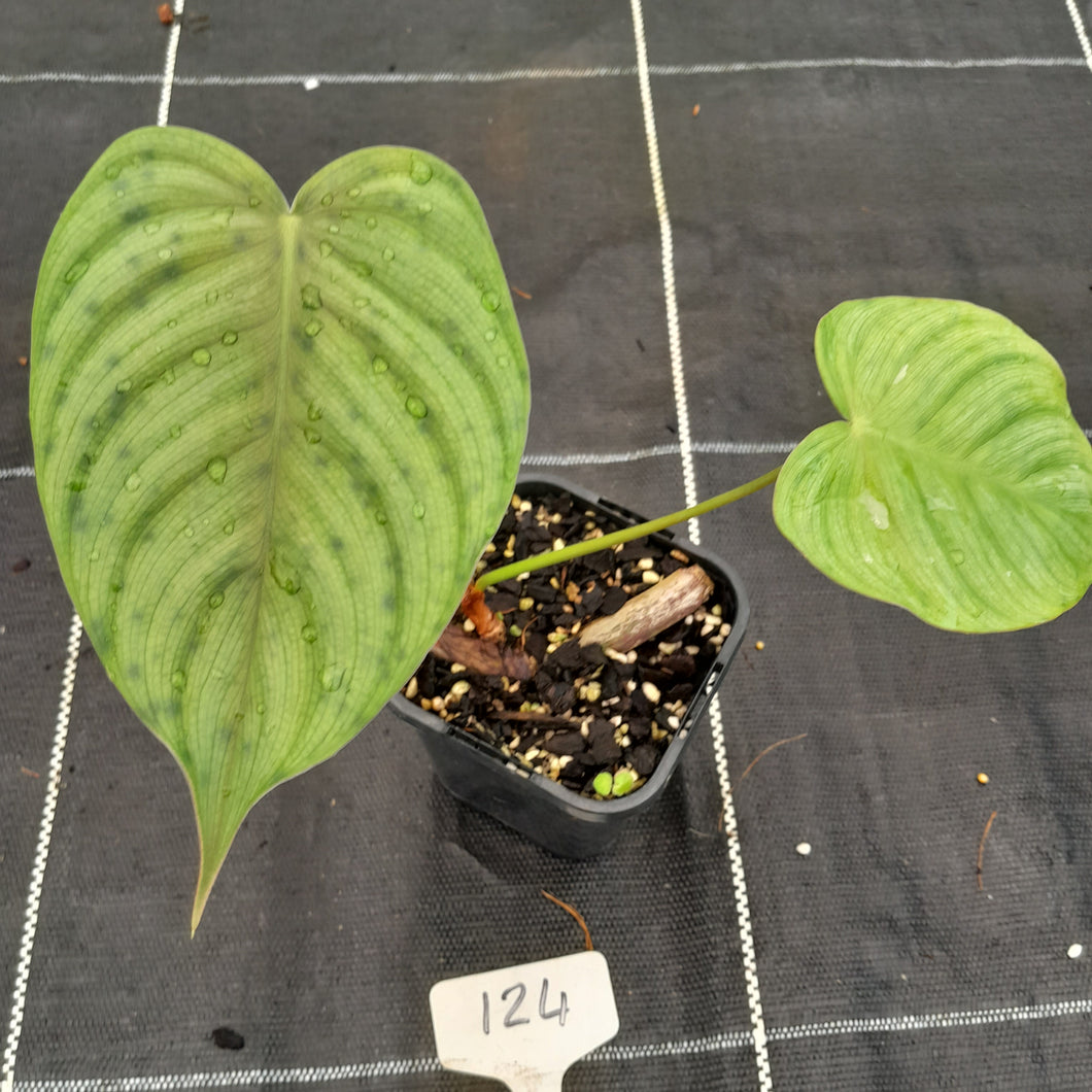 #124 Philodendron Tenue x Plowmanii