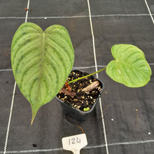 Load image into Gallery viewer, #124 Philodendron Tenue x Plowmanii