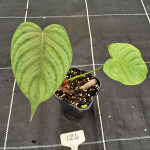 #124 Philodendron Tenue x Plowmanii