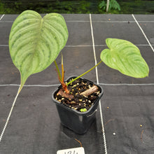 Load image into Gallery viewer, #124 Philodendron Tenue x Plowmanii