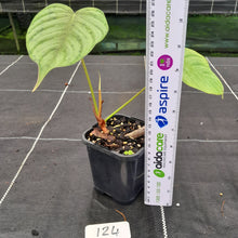 Load image into Gallery viewer, #124 Philodendron Tenue x Plowmanii