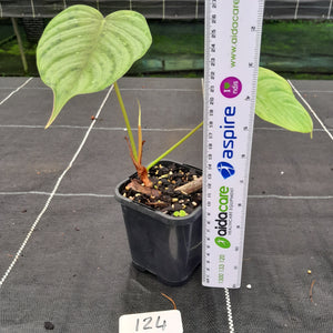 #124 Philodendron Tenue x Plowmanii