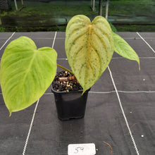 Load image into Gallery viewer, #59 Philodendron Tenue x Plowmanii