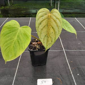 #59 Philodendron Tenue x Plowmanii