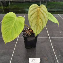 Load image into Gallery viewer, #59 Philodendron Tenue x Plowmanii