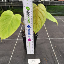 Load image into Gallery viewer, #59 Philodendron Tenue x Plowmanii